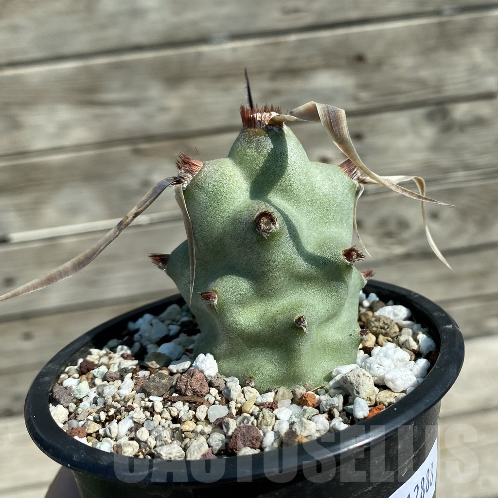 SH12888 Tephrocactus articulatus v. papyracanthus - Image 2