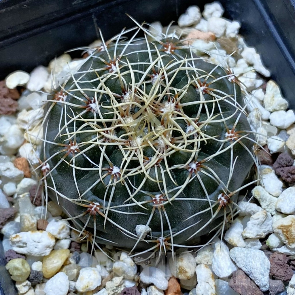 SH12968 Gymnocalycium altagraciense n.n. STO 223