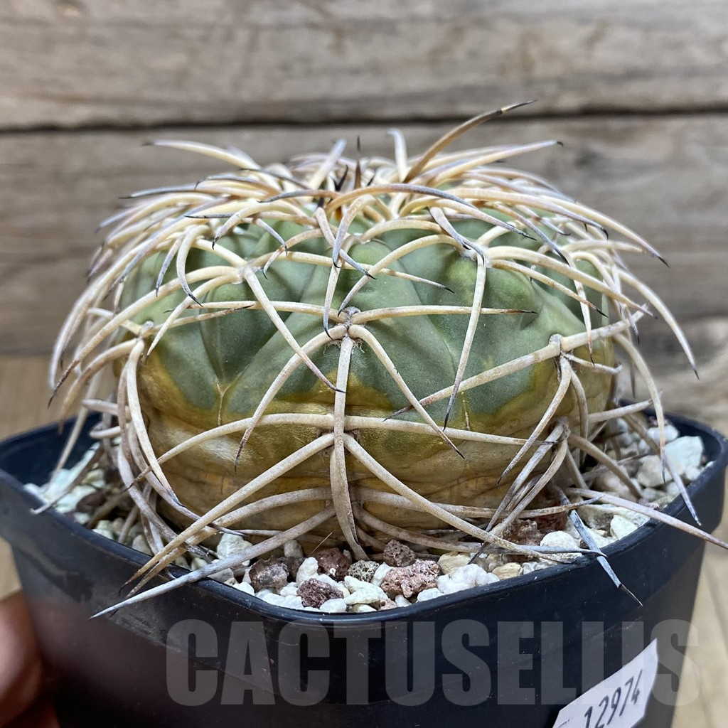 SH12974 Gymnocalycium spegazzinii x cardenasianum, old 15 years - Image 2