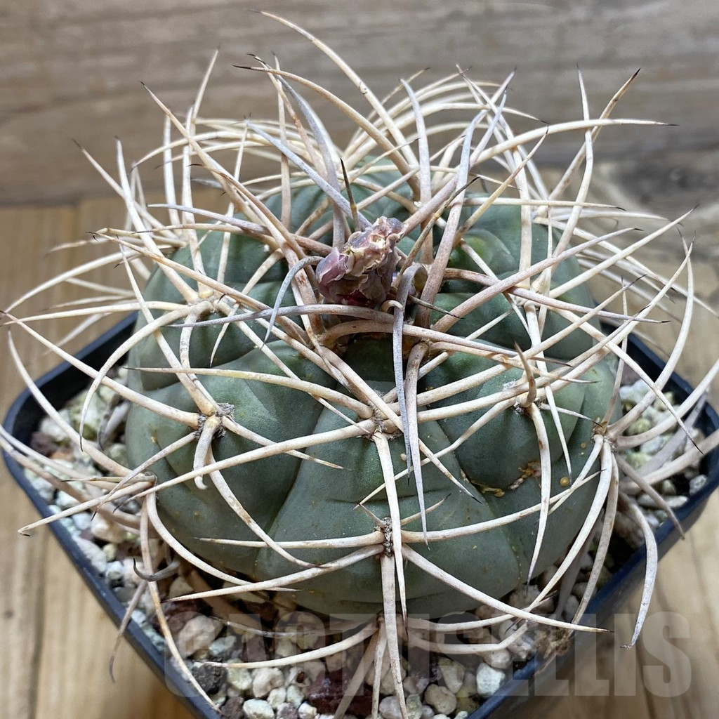 SH12975 Gymnocalycium cardenasianum, old 12 years