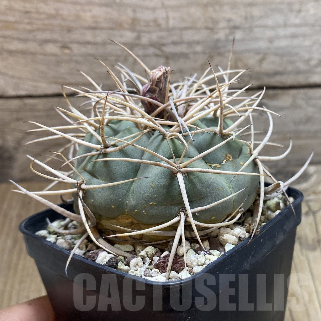 SH12975 Gymnocalycium cardenasianum, old 12 years - Image 2