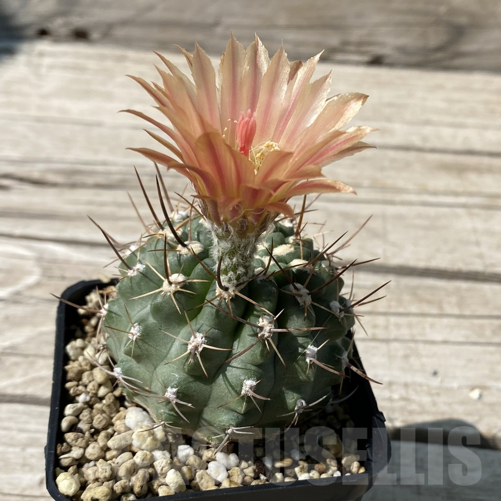SH12890 Eriosyce heinrichiana - Image 2