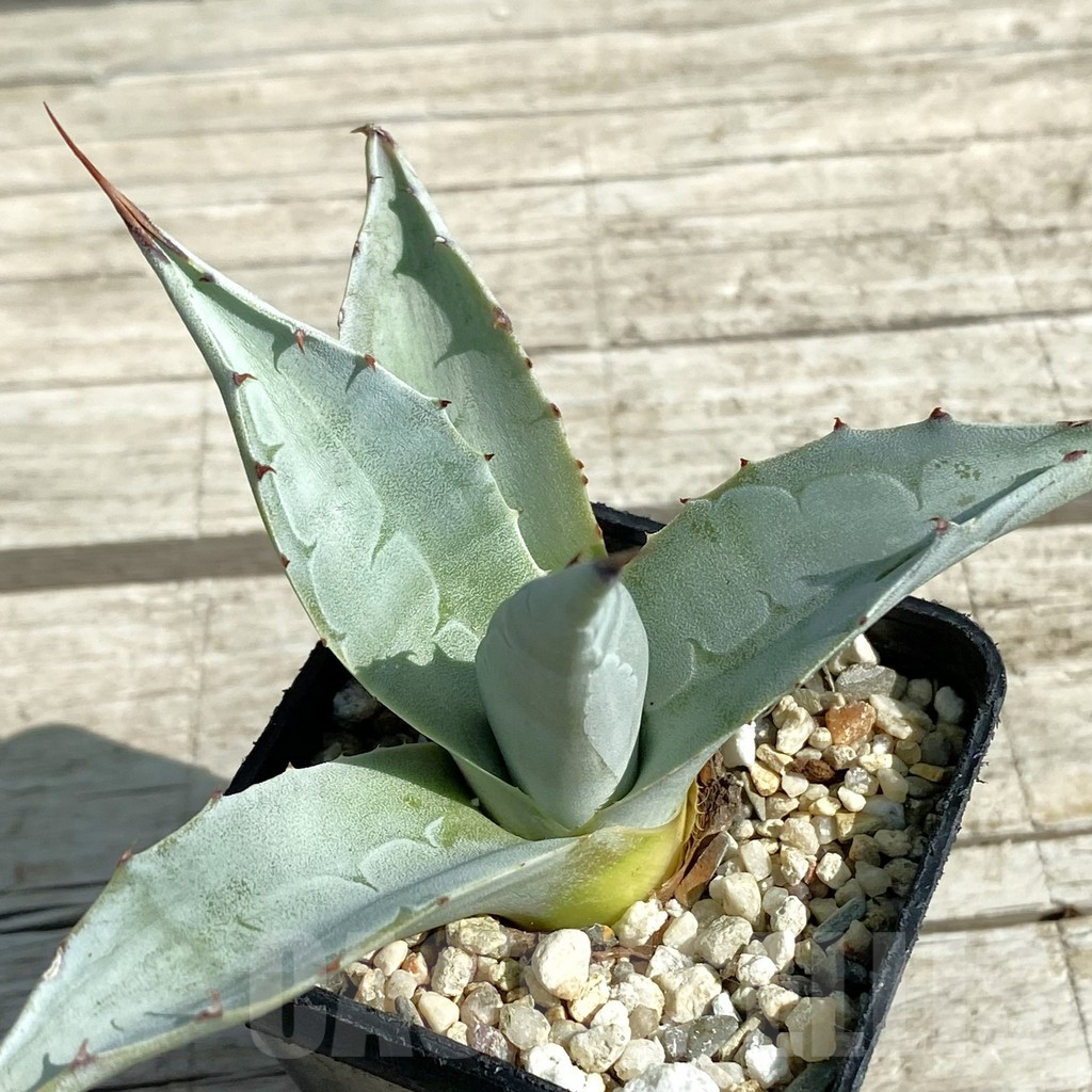 SH12894 Agave ovatifolia 'Frosty Blue'