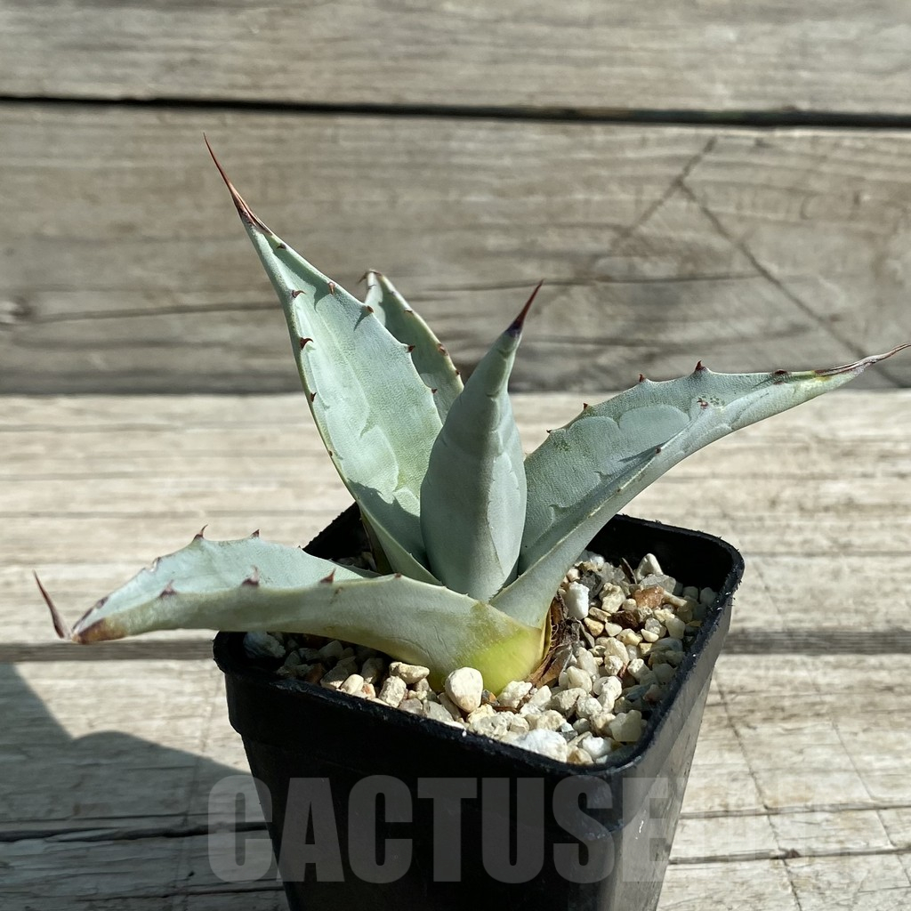 SH12894 Agave ovatifolia 'Frosty Blue' - Image 2