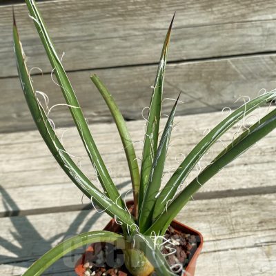 SH12896 Agave toumeyana