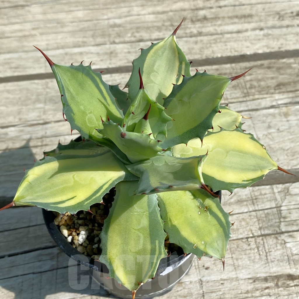 SH12897 Agave potatorum v. isthmensis - Image 2