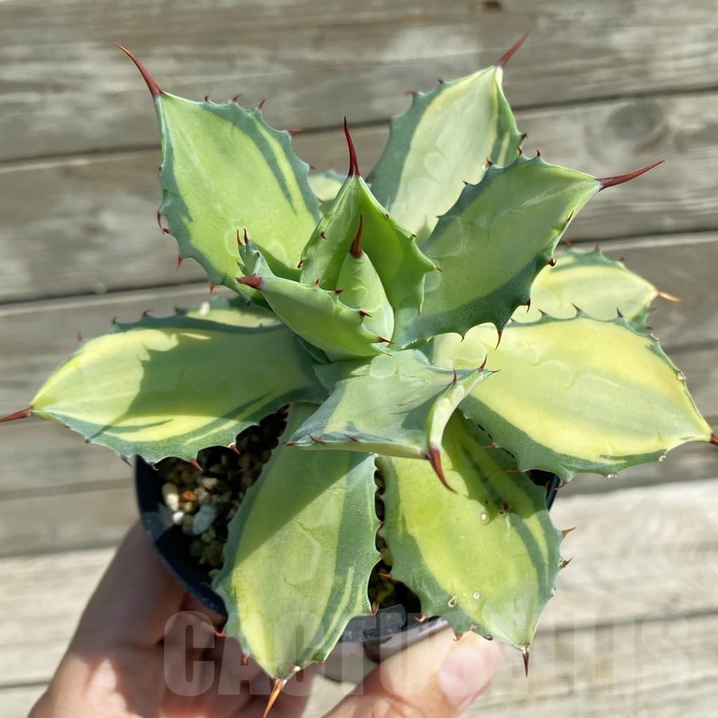 SH12897 Agave potatorum v. isthmensis