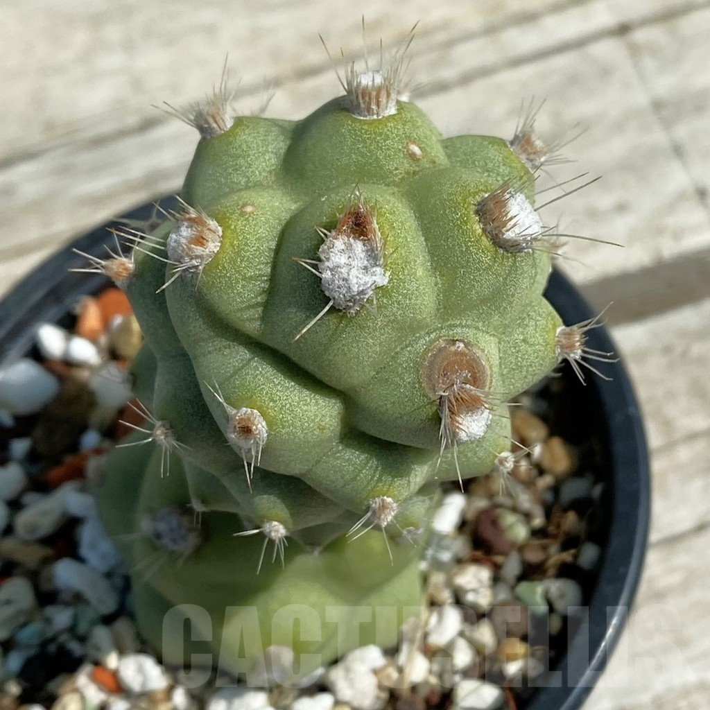 SH12885 Tephrocactus articulatus v. calvus
