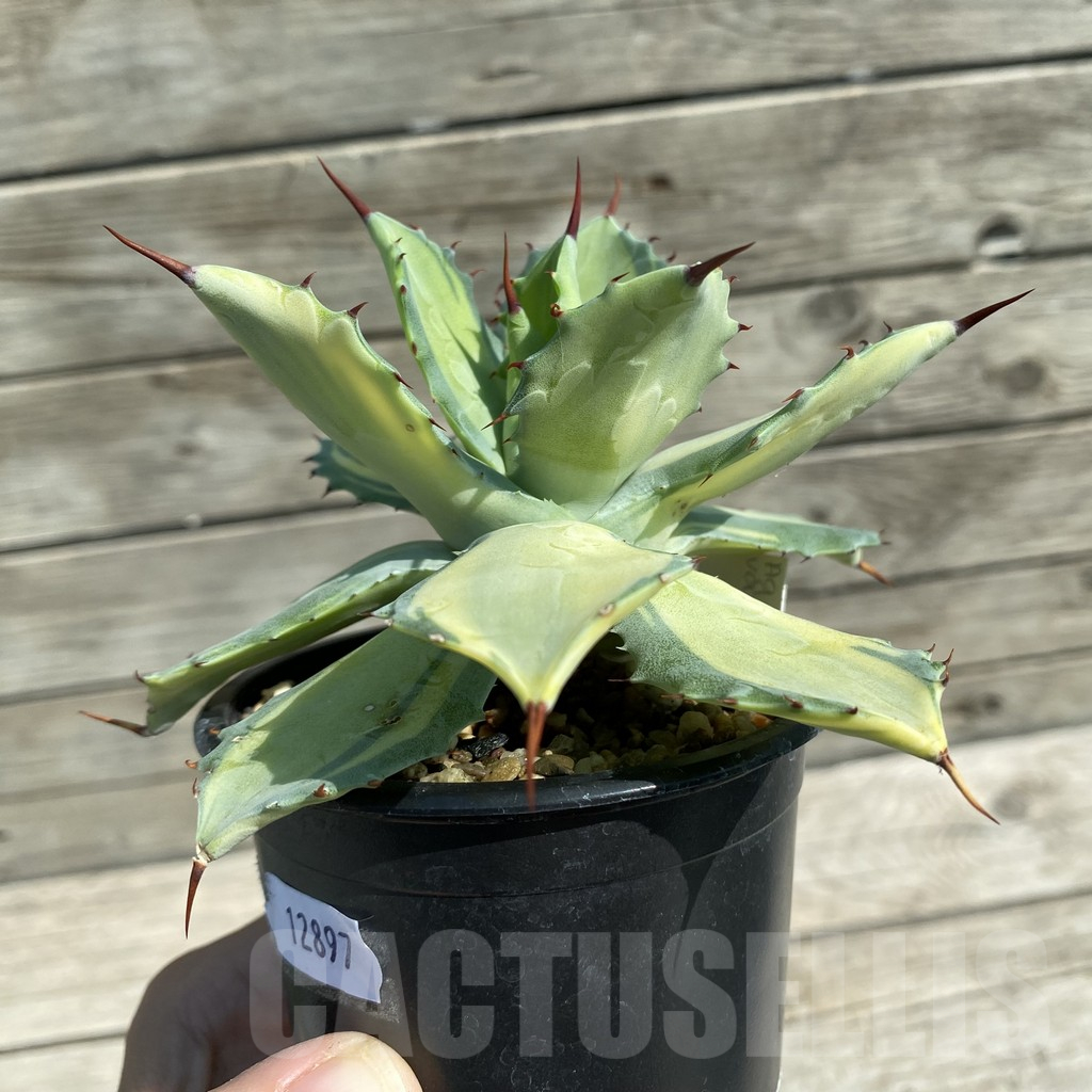 SH12897 Agave potatorum v. isthmensis - Image 3