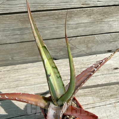 SH12898 Agave triangularis