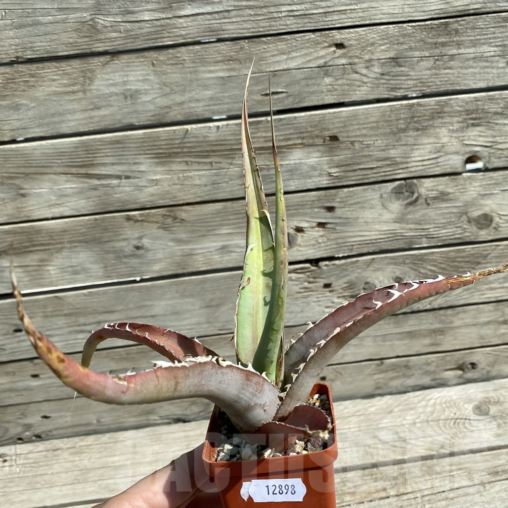 SH12898 Agave triangularis - Image 2