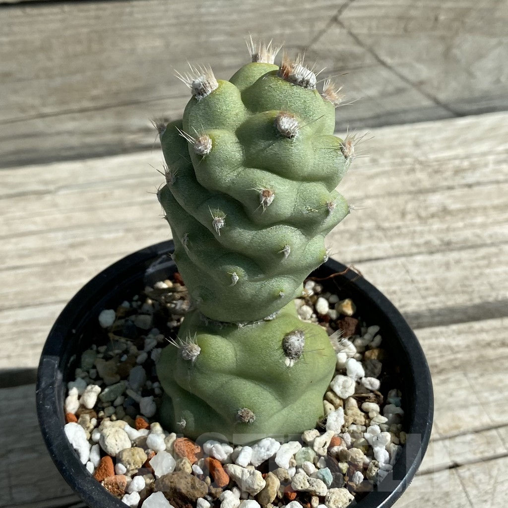 SH12885 Tephrocactus articulatus v. calvus - Image 2