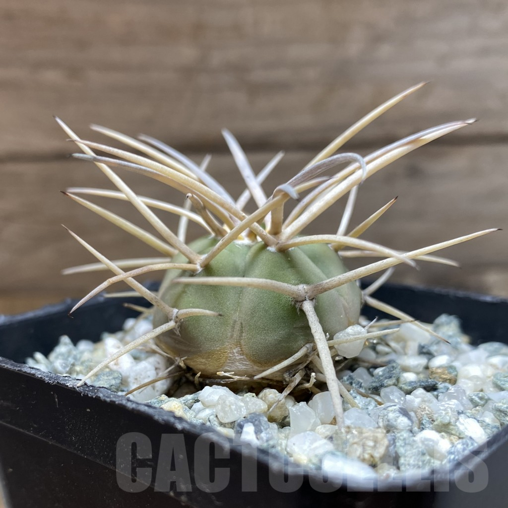 SH12902 Gymnocalycium cardenasianum VOS 1005 - Image 2