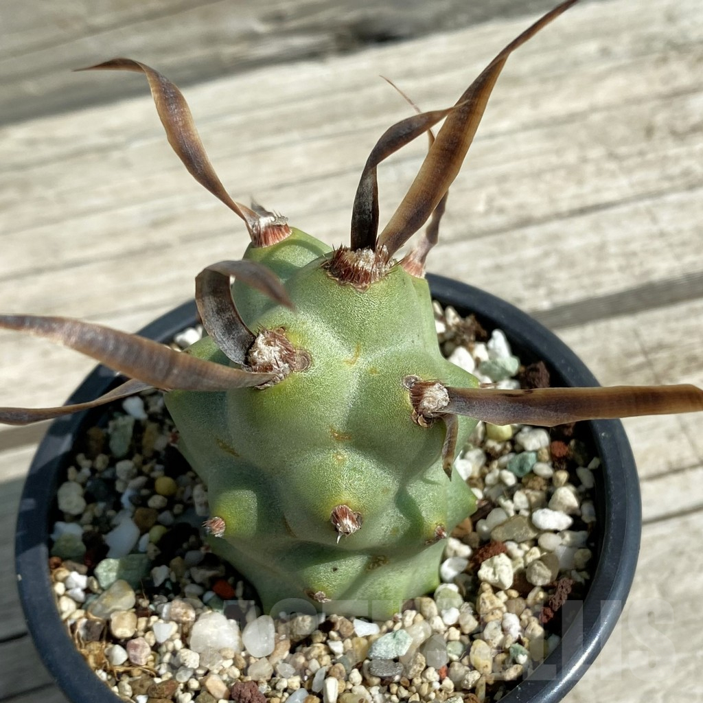 SH12886 Tephrocactus articulatus v. papyracanthus