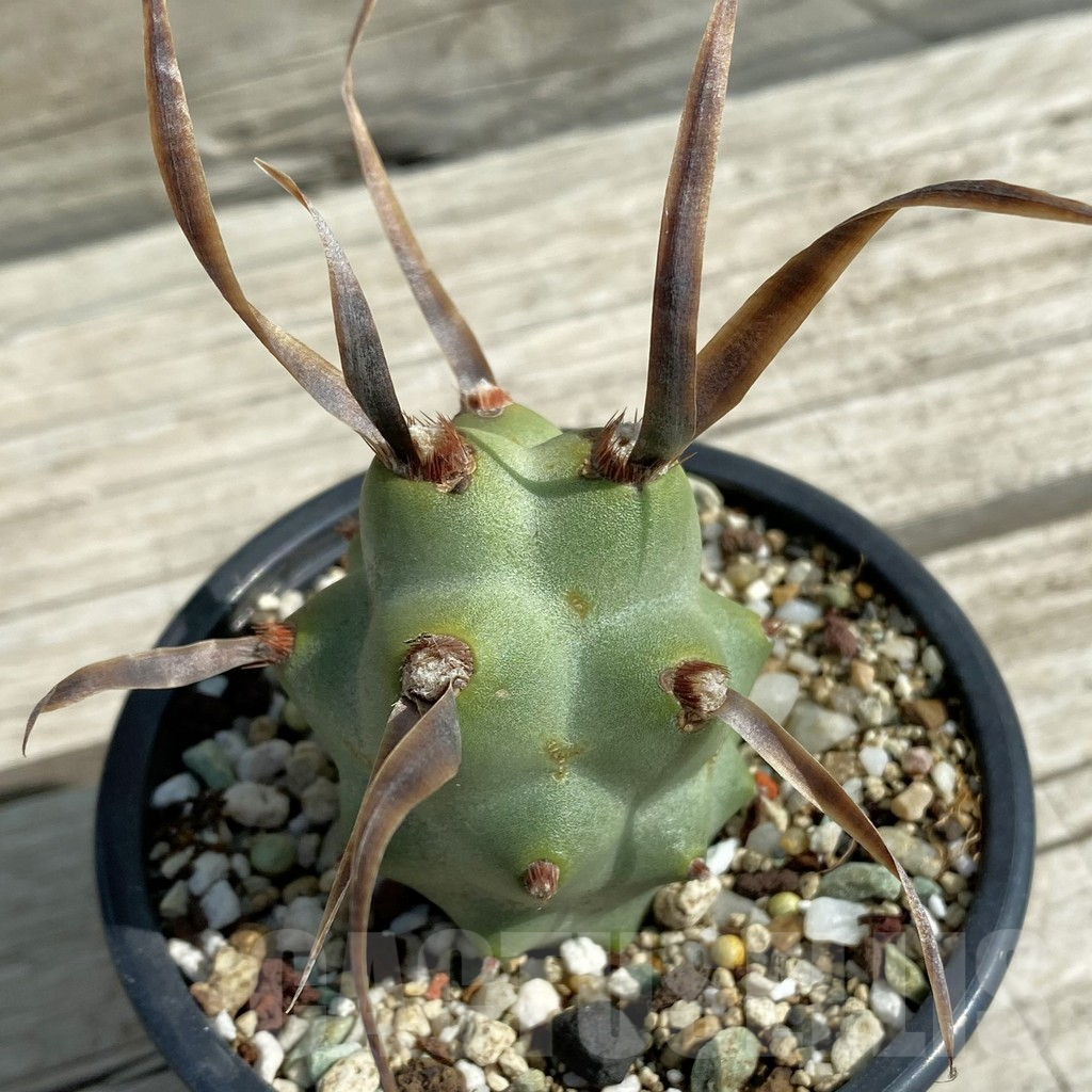 SH12886 Tephrocactus articulatus v. papyracanthus - Image 2