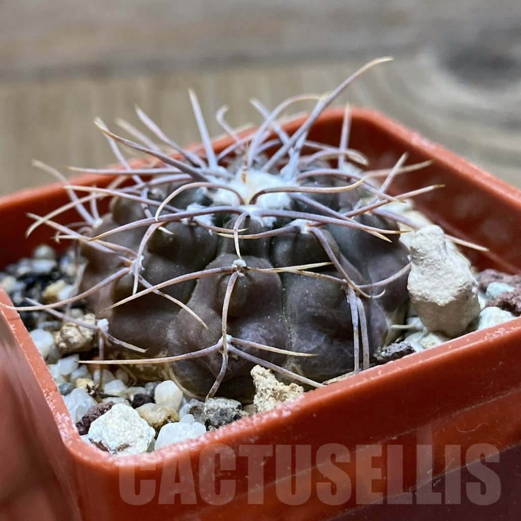 SH12913 Gymnocalycium intertextum - Image 2