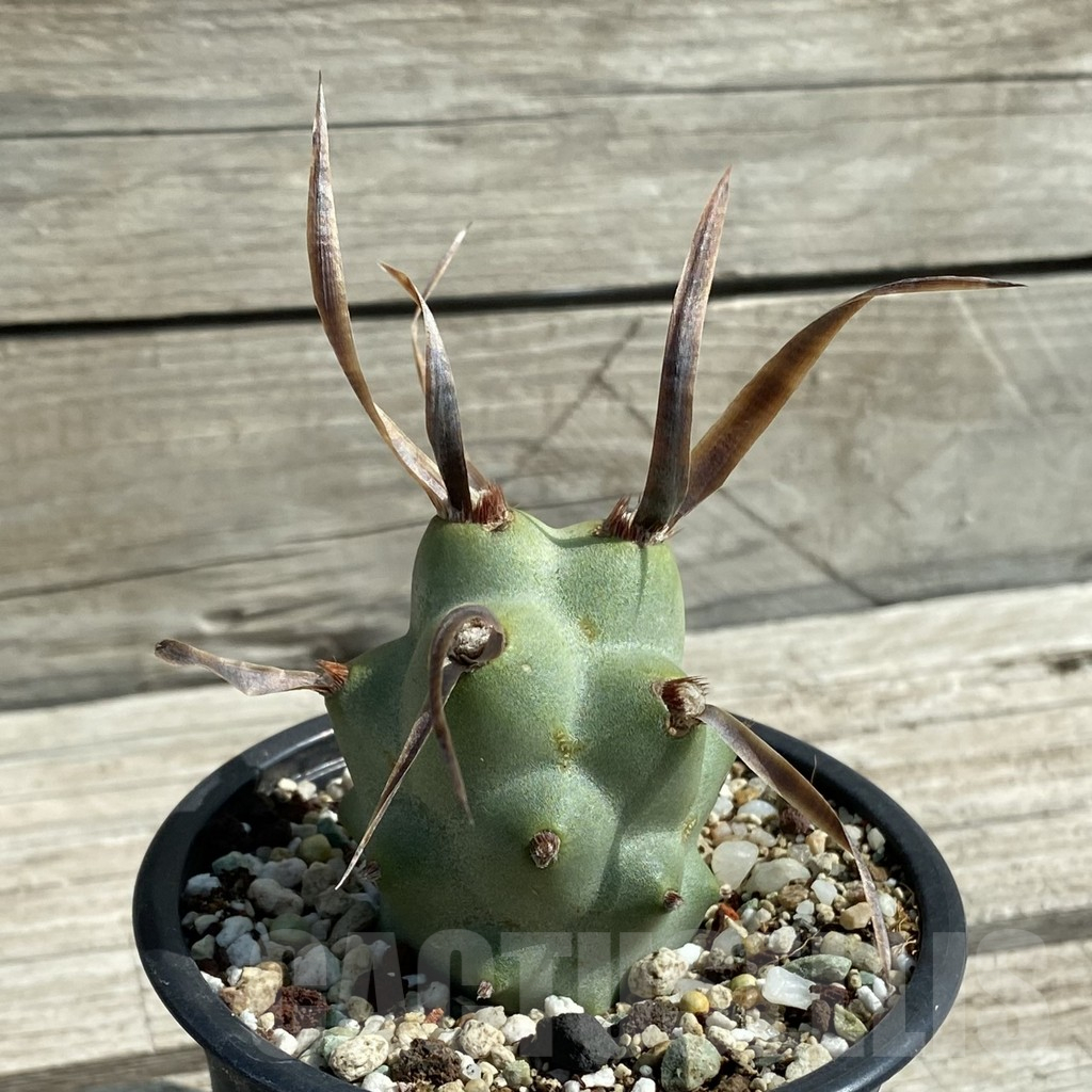 SH12886 Tephrocactus articulatus v. papyracanthus - Image 3
