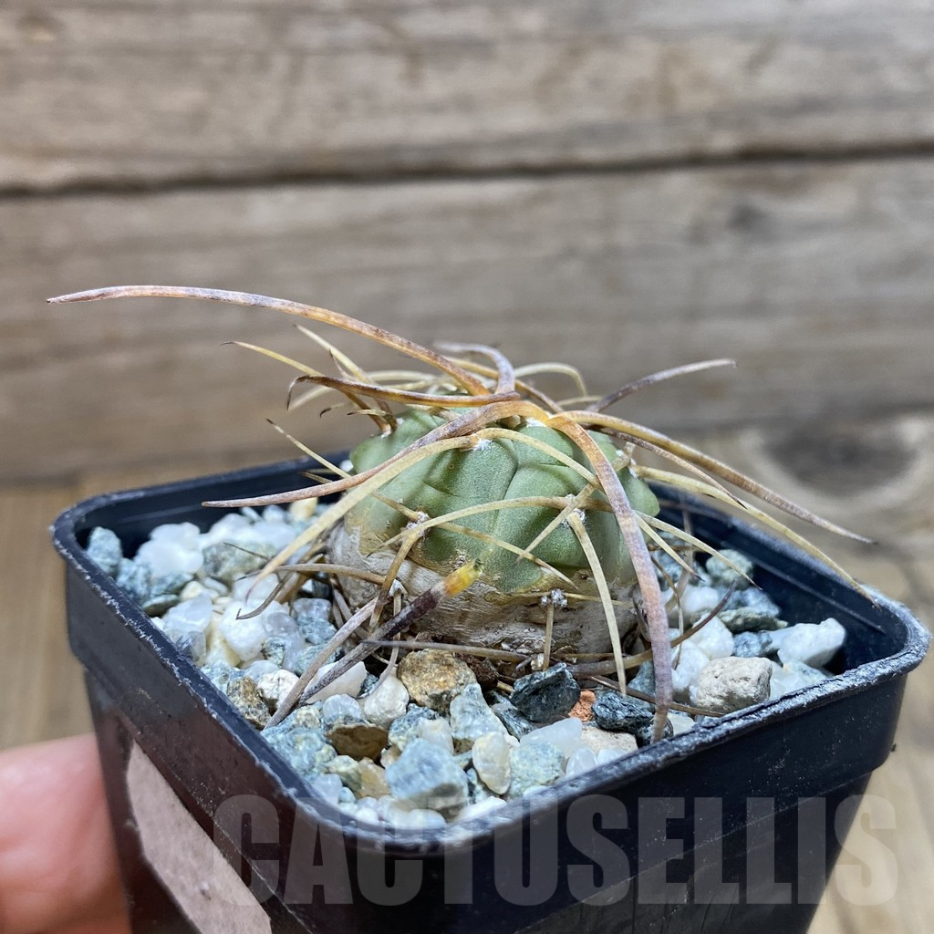 SH12916 Gymnocalycium armatum VOS 74 - Image 2