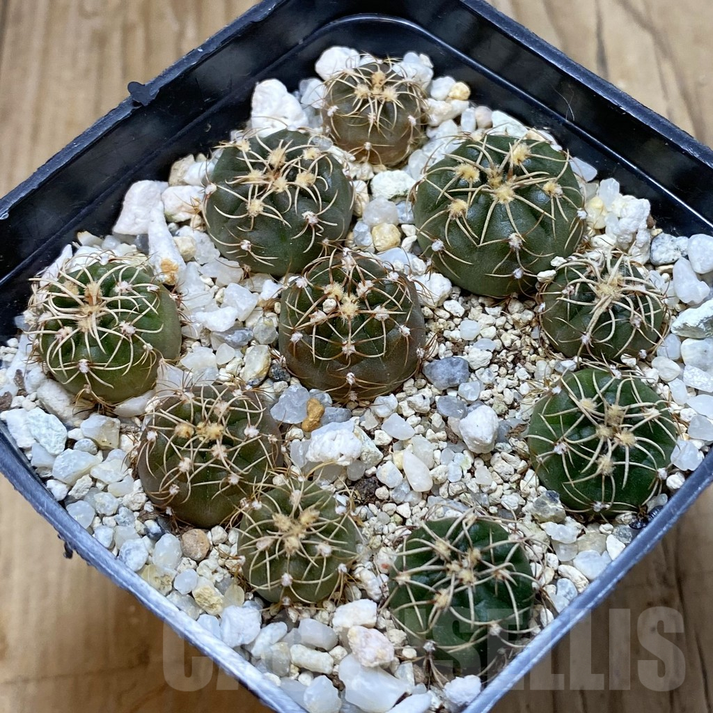 SH13020 Gymnocalycium uruguayense v. roseiflorum VG 458