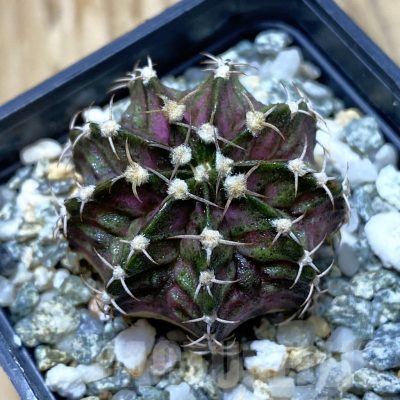SH13024 Gymnocalycium mihanovichii 'T-Rex', seedling