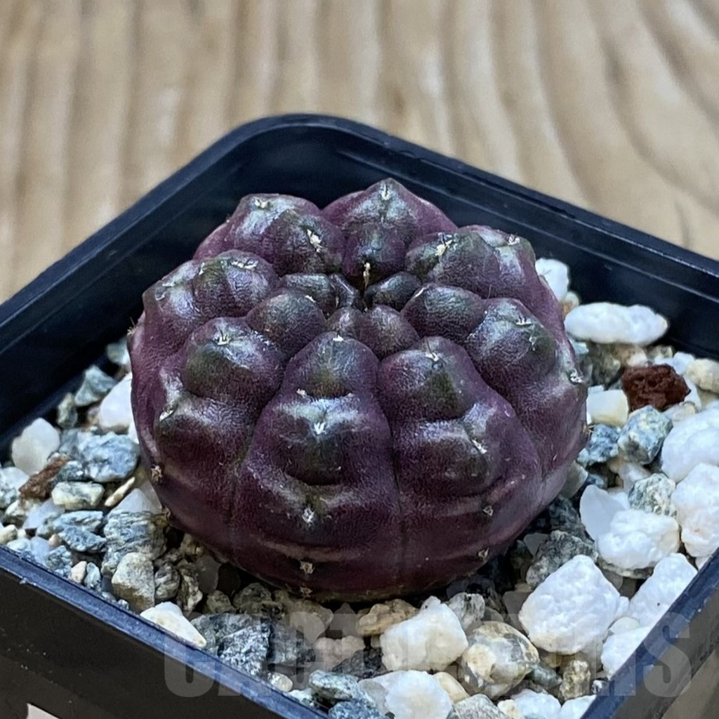 SH13027 Gymnocalycium mihanovichii ‘Day Dream’, seedling - Image 2