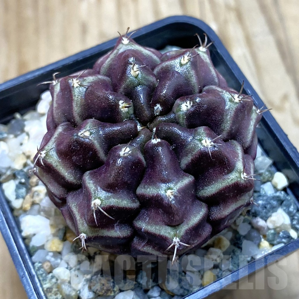 SH13029 Gymnocalycium mihanovichii ‘Day Dream’, seedling
