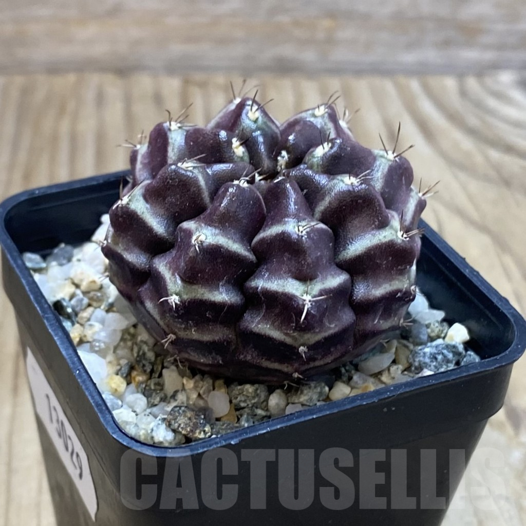 SH13029 Gymnocalycium mihanovichii ‘Day Dream’, seedling - Image 2