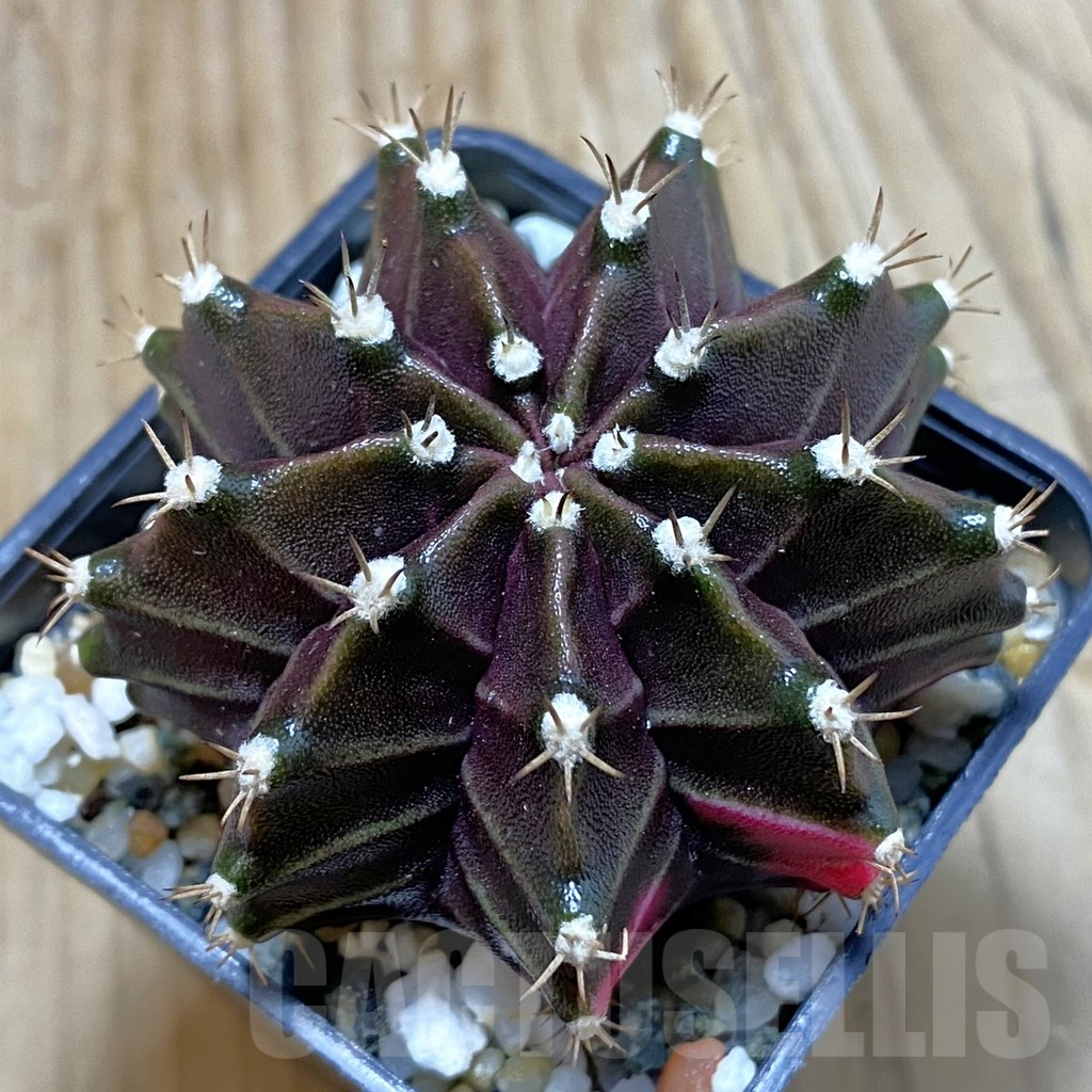 SH13031 Gymnocalycium mihanovichii ‘Black Widow’, seedling