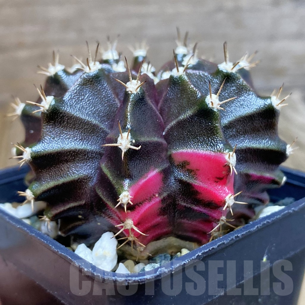 SH13031 Gymnocalycium mihanovichii ‘Black Widow’, seedling - Image 2