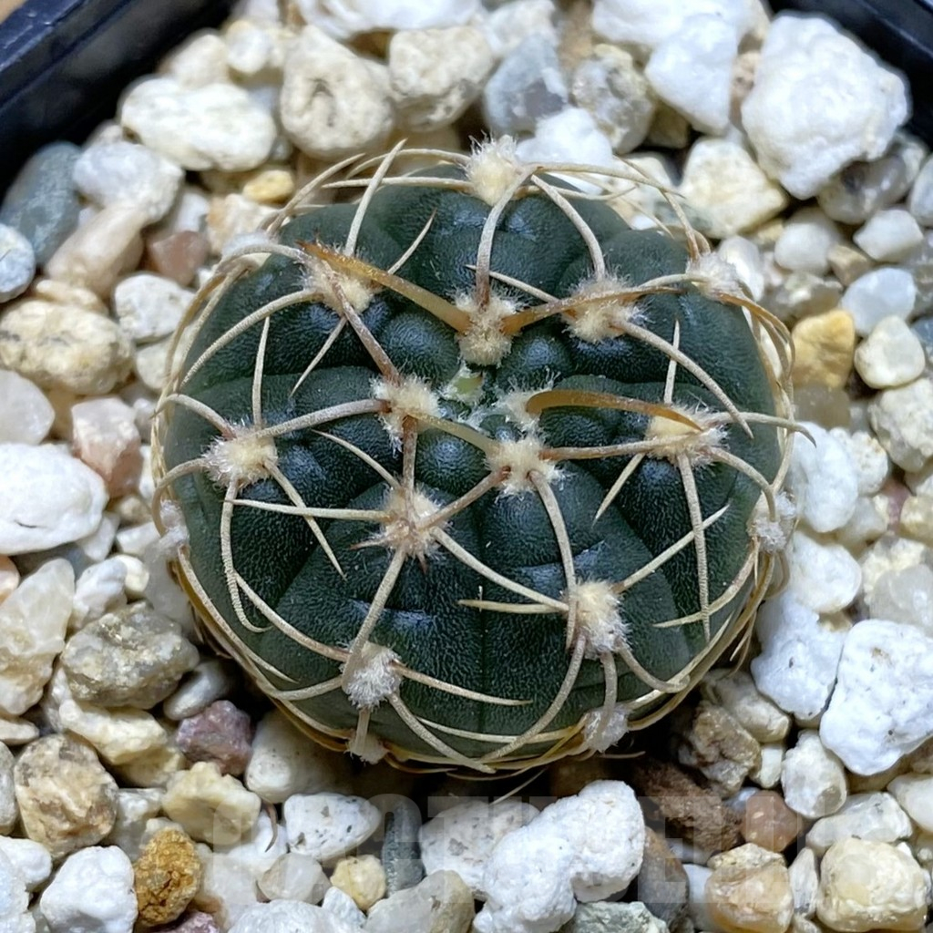 SH13033 Gymnocalycium uruguayense v. roseiflorum VG 454