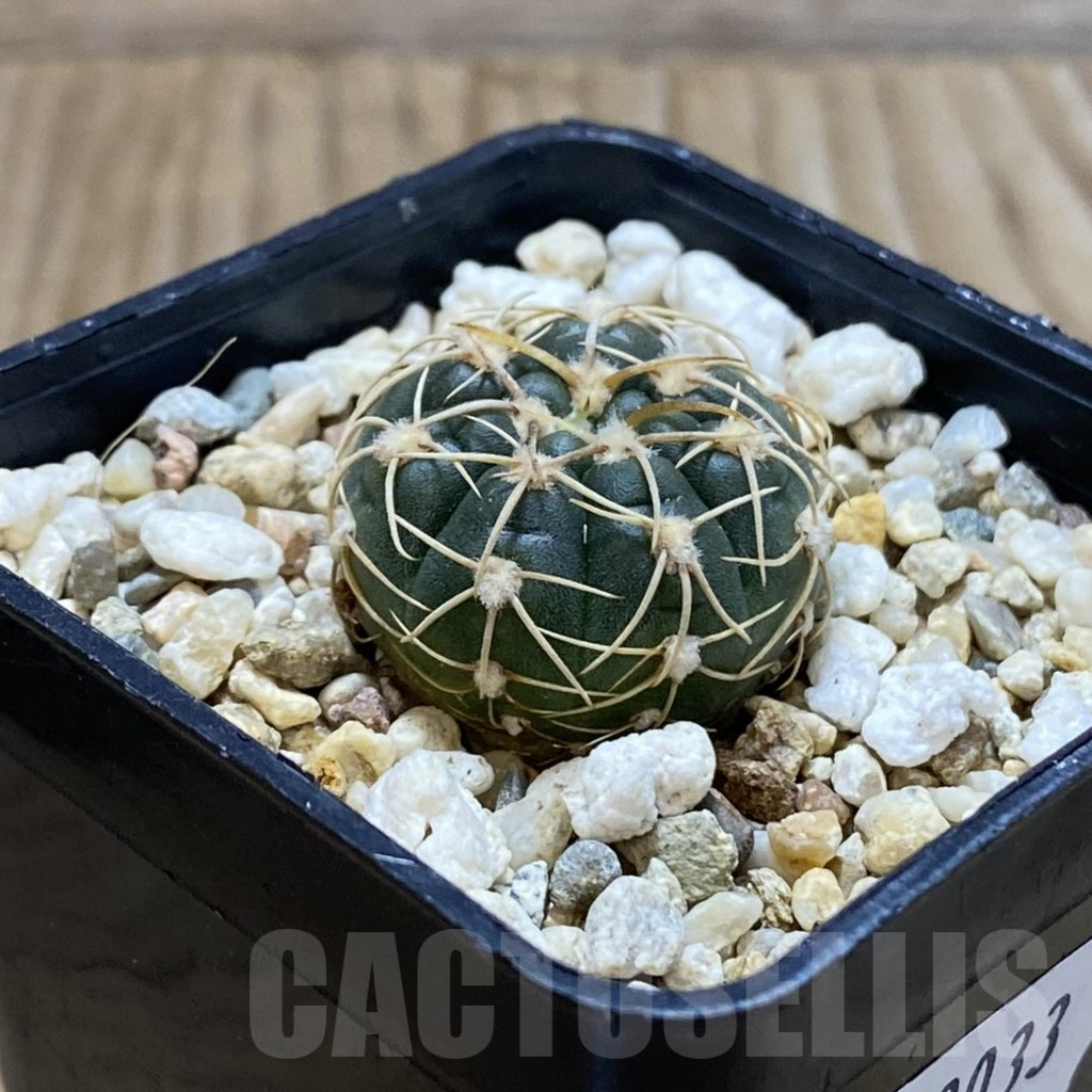 SH13033 Gymnocalycium uruguayense v. roseiflorum VG 454 - Image 2