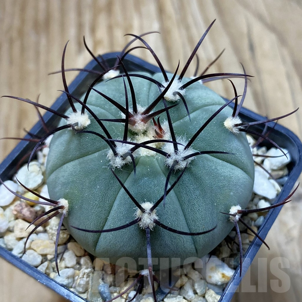 SH13034 Gymnocalycium cabreraense VOS 2122