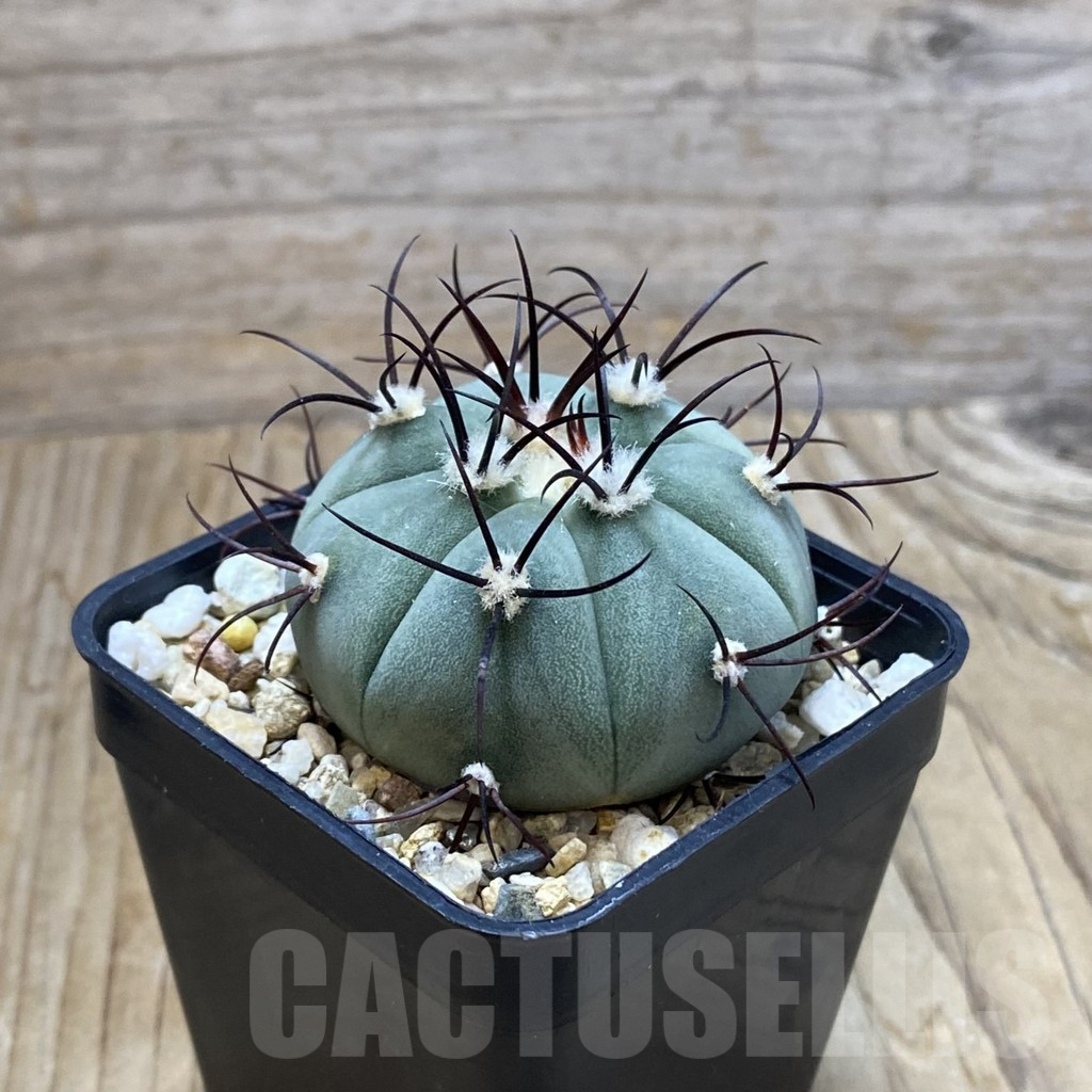 SH13034 Gymnocalycium cabreraense VOS 2122 - Image 2