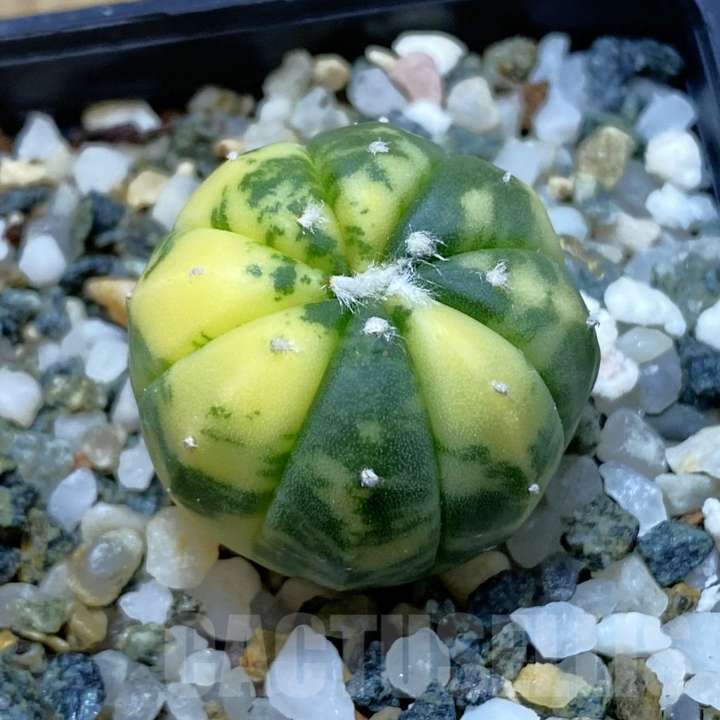 SH13039 Astrophytum asterias f. variegata