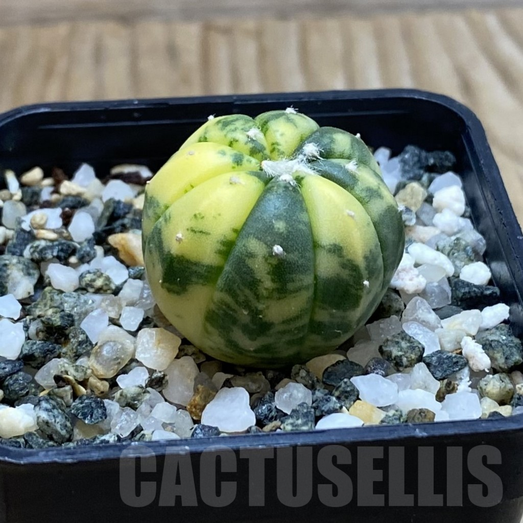 SH13039 Astrophytum asterias f. variegata - Image 2