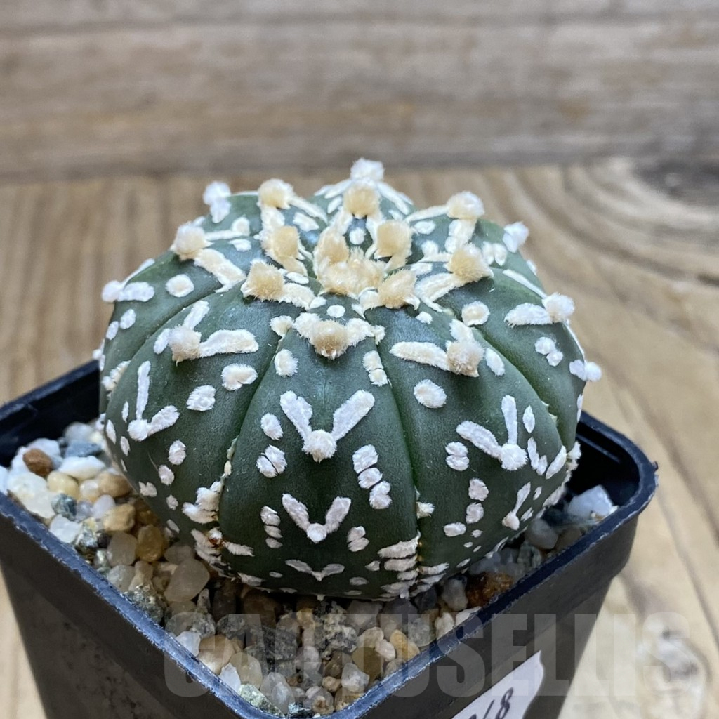 SH13048 Astrophytum asterias 'Super Kabuto' V-type f. nudum - Image 2