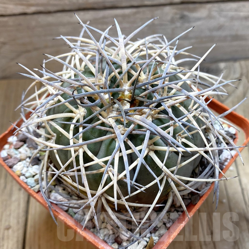 SH12989 Gymnocalycium spegazzinii v. major, old 14 years