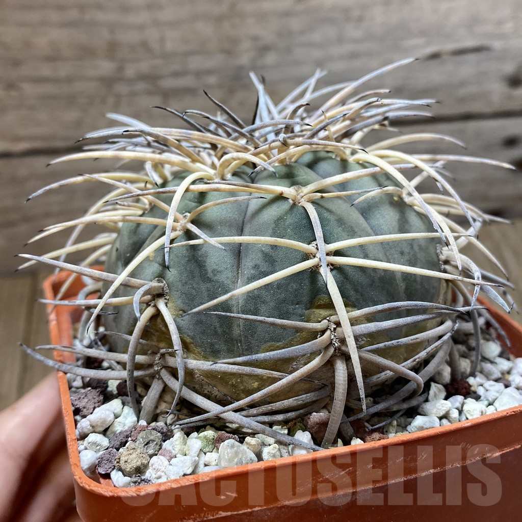 SH12989 Gymnocalycium spegazzinii v. major, old 14 years - Image 2