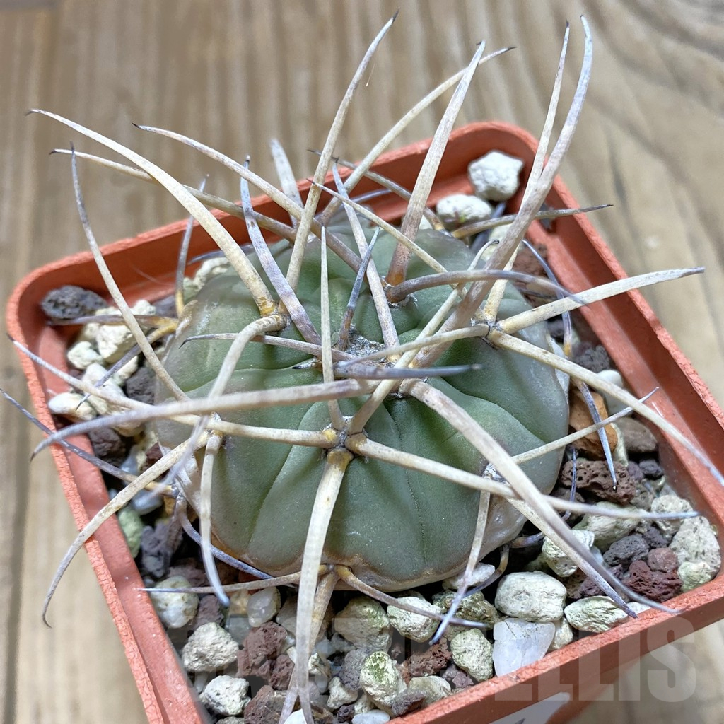 SH12991 Gymnocalycium cardenasianum, old 6 years