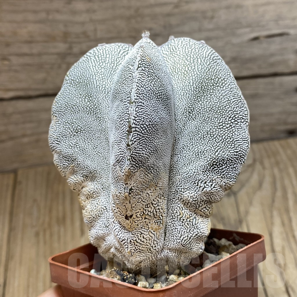 SH12996 Astrophytum myriostigma 'Onzuka' , old 10 years - Image 2