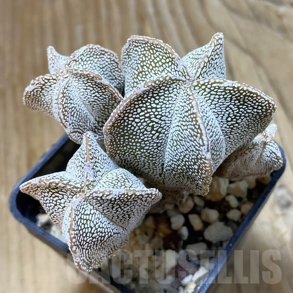 SH12998 Astrophytum myriostigma 'Onzuka' f. monstrosa