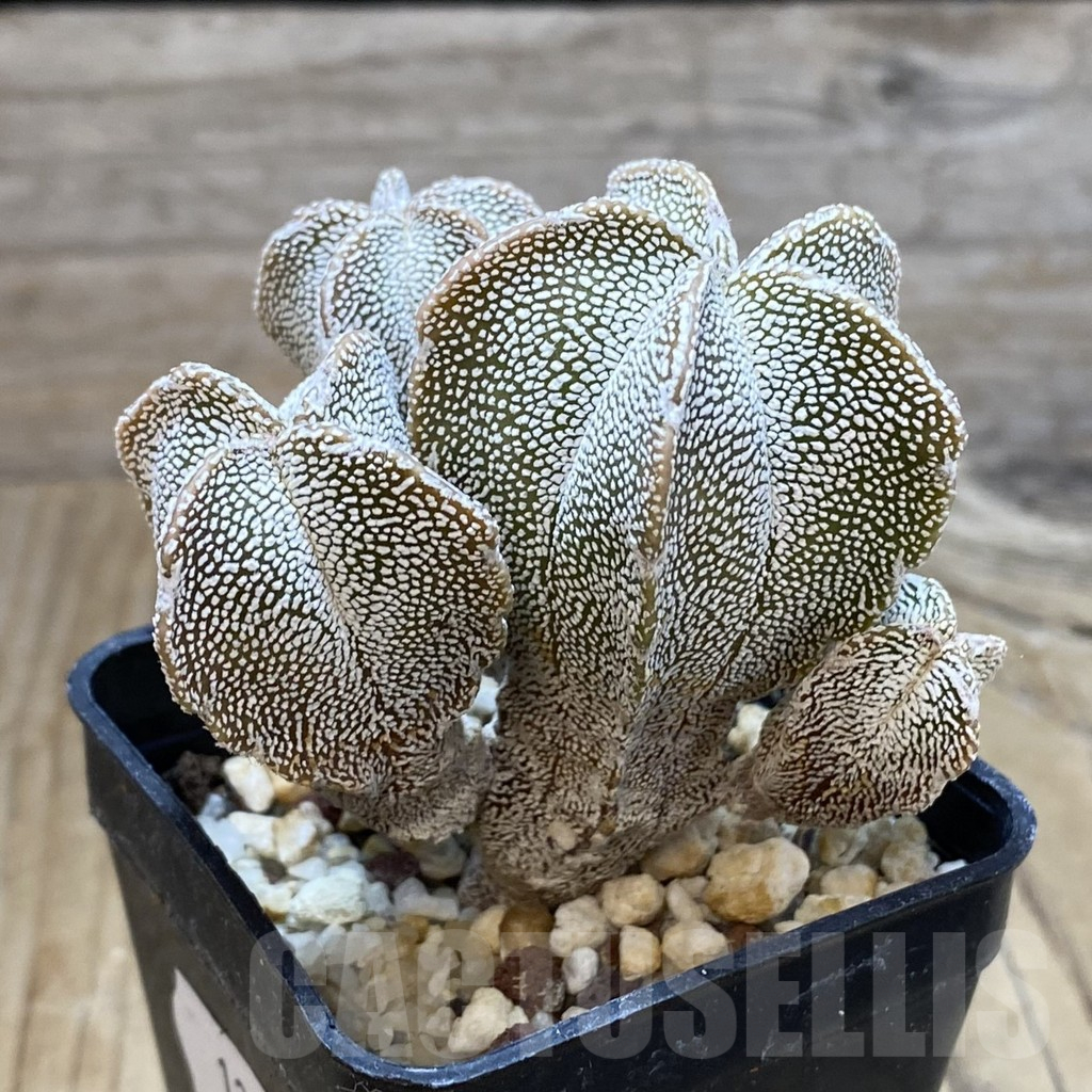 SH12998 Astrophytum myriostigma 'Onzuka' f. monstrosa - Image 2