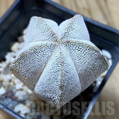 SH13000 Astrophytum myriostigma 'Onzuka'