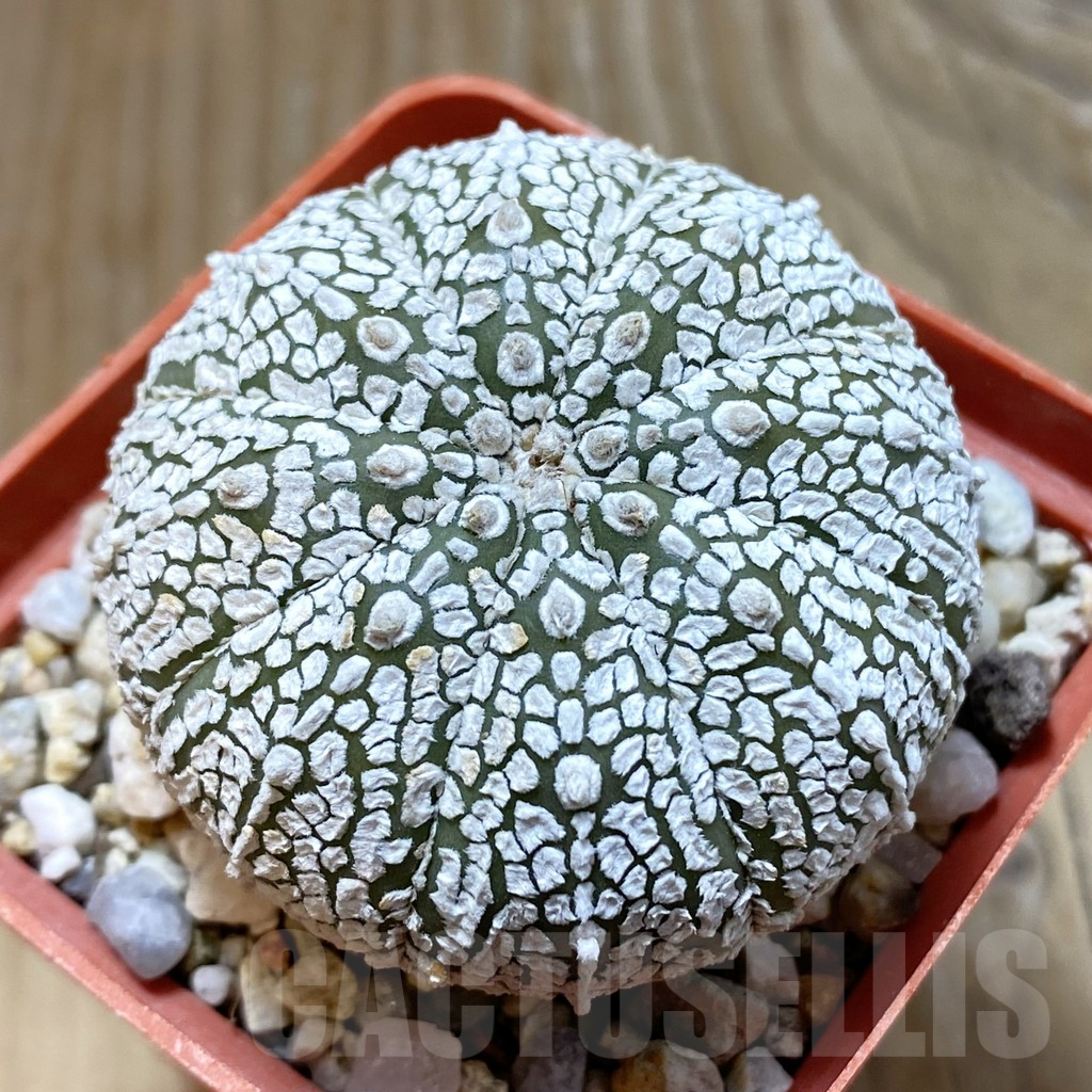 SH13004 Astrophytum asterias 'Super Kabuto' hybrid