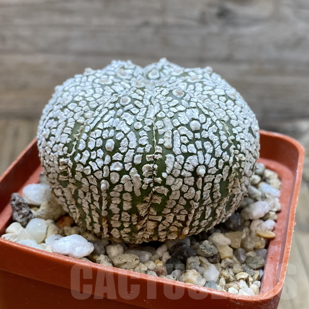 SH13004 Astrophytum asterias 'Super Kabuto' hybrid - Image 2