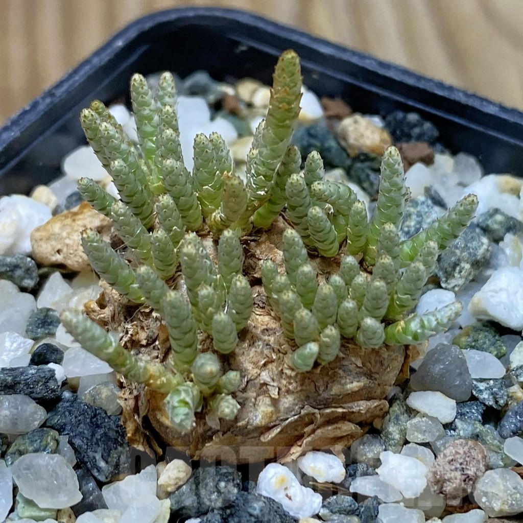 SH13013 Avonia alstonii