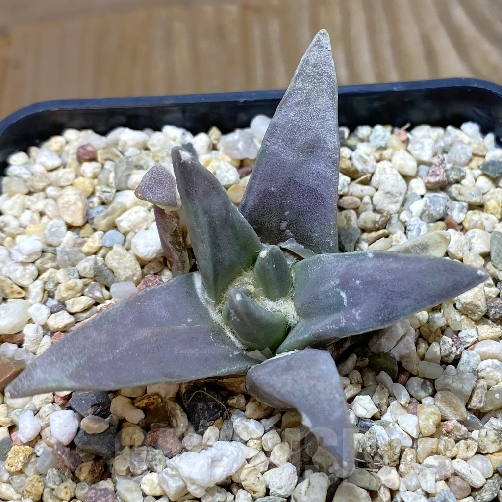 SH13226 Ariocarpus retusus -San Bartolo-