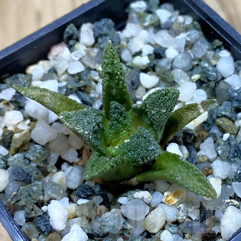 SH13227 Ariocarpus bravoanus