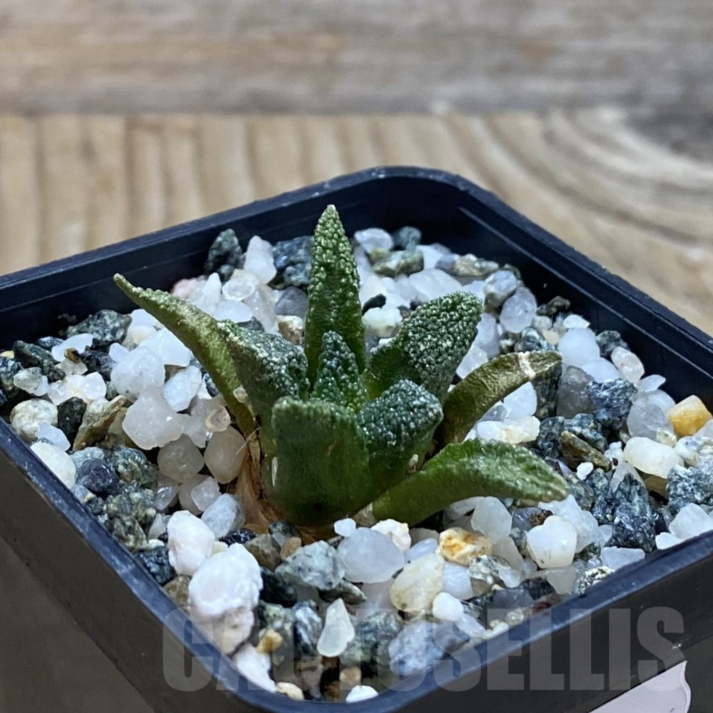 SH13227 Ariocarpus bravoanus - Image 2