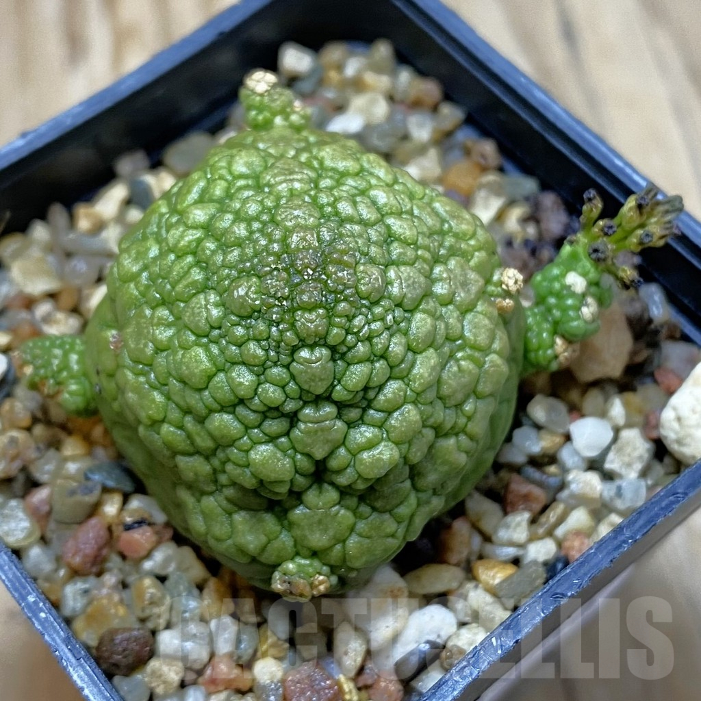 SH13230 Pseudolithos migiurtinus